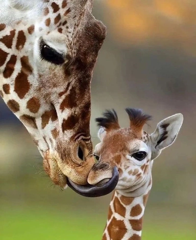 An Instagram  post added by annie on Dec 20, 2023. The author is @giraffe_lovers24. May present: giraffes communicating, giraffe, head, giraffidae, eye.