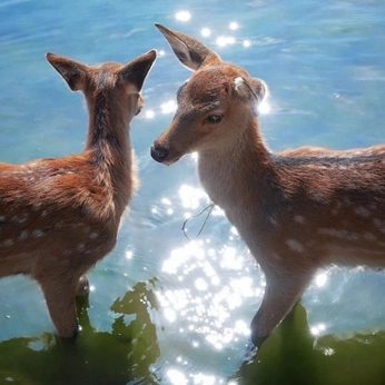 A cover of "🦌" cluster. The owner is ouking99. The cluster consists of 10 elements.