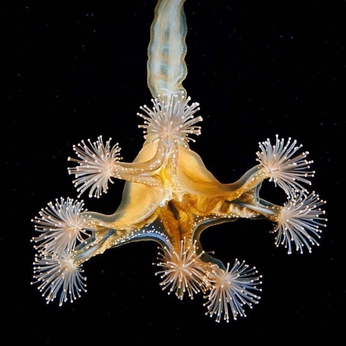 A cover of "Ocean" cluster. The owner is arcencielqq. The cluster consists of 33 elements.