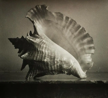 A cover of "gathering spirals" cluster. The owner is laterdove. The cluster consists of 4 elements.