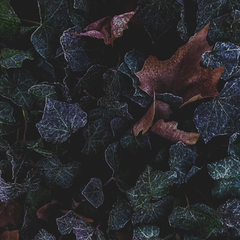 A cover of "IRC" cluster. The owner is rosest. The cluster consists of 32 elements.