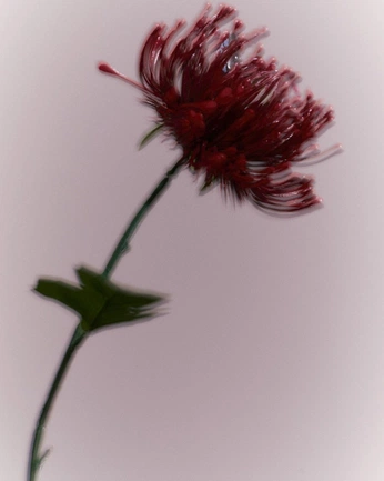 A cover of "Çiçerooo" cluster. The owner is aisee. The cluster consists of 10 elements.