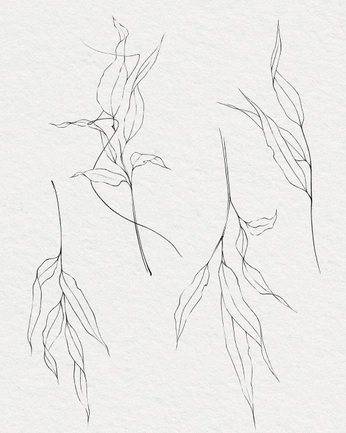 A cover of "Willow" cluster. The owner is emjnorris. The cluster consists of 4 elements.