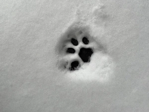 Linda Muceniece avatar