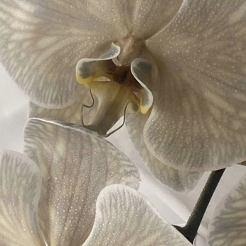 A cover of "Astral Willow" cluster. The owner is vpavl. The cluster consists of 72 elements.