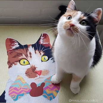 A cover of "✶ purr" cluster. The owner is ennia. The cluster consists of 196 elements.