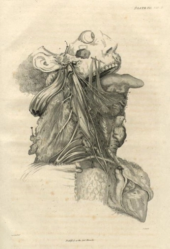 A cover of "Ployvagal -Dorsal, Symp," cluster. The owner is sadessence. The cluster consists of 2 elements.
