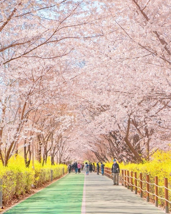 A cover of "wander/korea" cluster. The owner is rai. The cluster consists of 347 elements.
