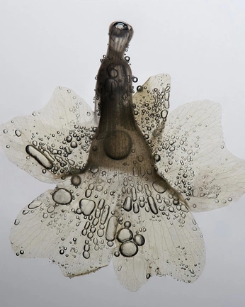 A cover of "Photo" cluster. The owner is elyysian. The cluster consists of 17 elements.