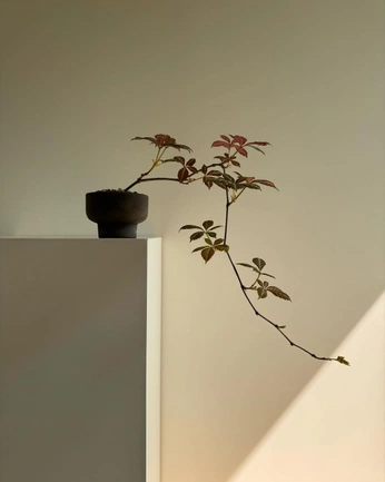 A cover of ".plantinhas" cluster. The owner is ammarmute. The cluster consists of 1 element.