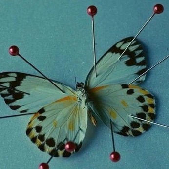 A cover of "lepidopterist" cluster. The owner is franc1s. The cluster consists of 19 elements.