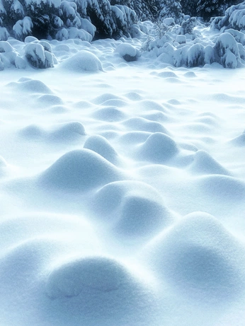 A cover of "trees" cluster. The owner is designstark. The cluster consists of 22 elements.