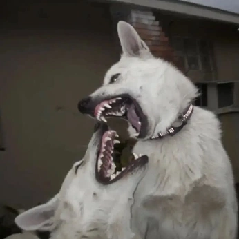 A cover of "Stars + Teeth" cluster. The owner is tacenda.message. The cluster consists of 30 elements.