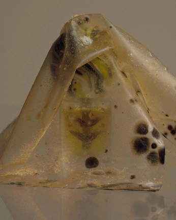 A cover of "MOLD" cluster. The owner is leaurelart. The cluster consists of 2 elements.