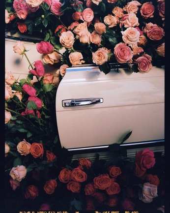 A cover of "Flora" cluster. The owner is earlgrey. The cluster consists of 1 element.