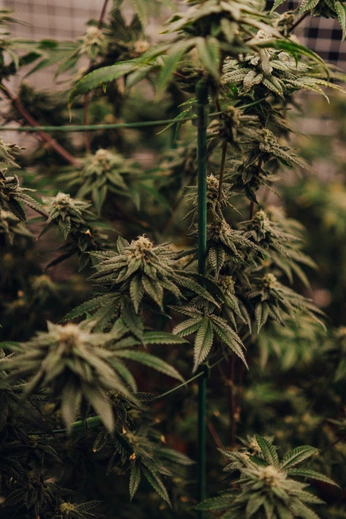 A cover of "Cannabis Imagery" cluster. The owner is thehrdept. The cluster consists of 7 elements.