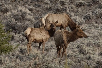 A cover of "Gifsssss" cluster. The owner is rmcbride. The cluster consists of 1 element.