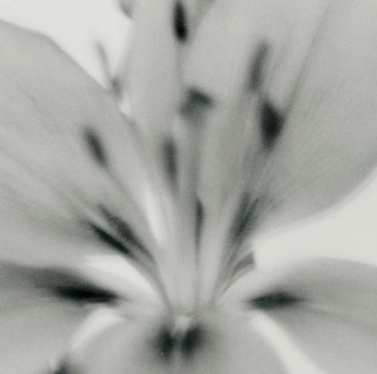 A cover of "Flora" cluster. The owner is mathilde. The cluster consists of 223 elements.