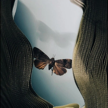 A cover of "nature" cluster. The owner is jamie0017. The cluster consists of 20 elements.