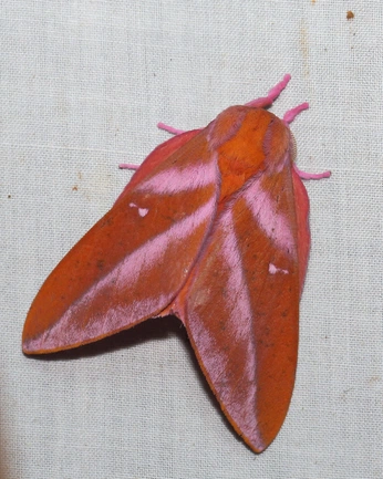 A cover of "nm" cluster. The owner is minahelena. The cluster consists of 20 elements.