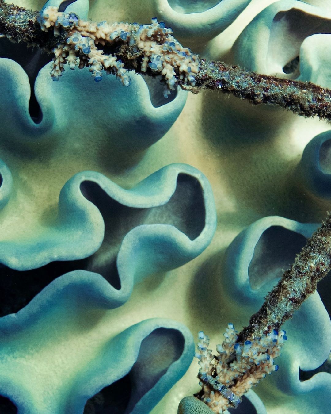 Coral restoration by Livingseas in Bali, documented by Zoe Lower with Ocean Culture Life.