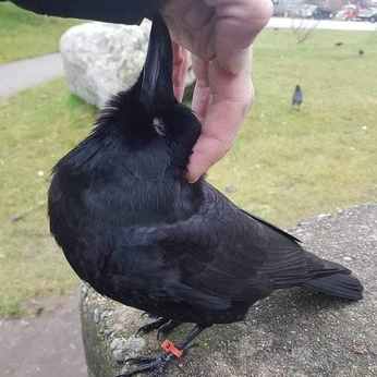 A cover of "Cara" cluster. The owner is woodlandfann. The cluster consists of 24 elements.