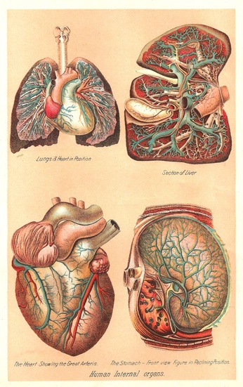 A cover of "heart" cluster. The owner is olivialuisi. The cluster consists of 3 elements.