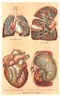 Cover of Lungs cluster