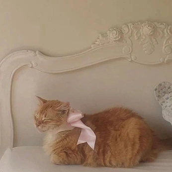 A cover of "Soft Pink" cluster. The owner is everyday.almanac. The cluster description is "Pink bows x orange cats". The cluster consists of 72 elements.