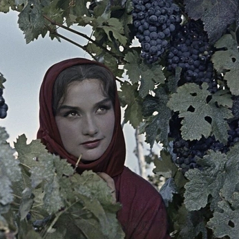 A cover of "movies" cluster. The owner is belava. The cluster consists of 535 elements.