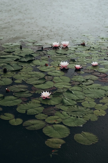 A cover of "Outfits" cluster. The owner is wendela. The cluster consists of 10 elements.