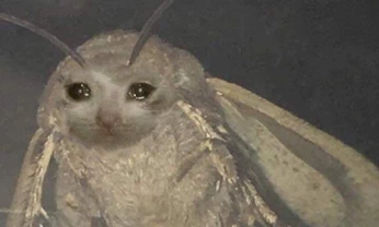 A cover of "🃏" cluster. The owner is leesamarie. The cluster consists of 8 elements.