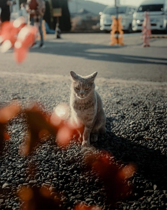 A cover of "cats" cluster. The owner is vkeiverse. The cluster consists of 8 elements.