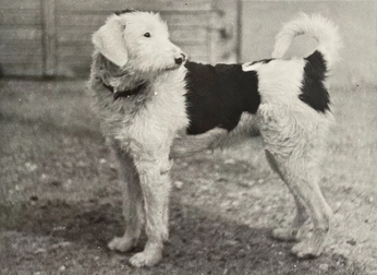 A cover of "dog" cluster. The owner is mmarie. The cluster consists of 2 elements.