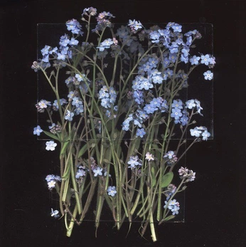 A cover of "Flowers" cluster. The owner is fircone. The cluster consists of 5 elements.