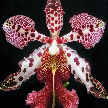 A cover of "orquídeas" cluster. The owner is liljaguar4life. The cluster consists of 29 elements.