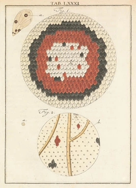 Butterfly wing eyespot (Vol. 2)