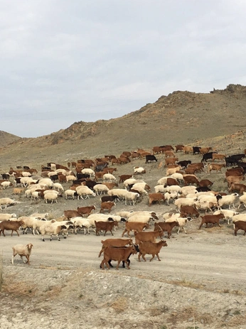 A cover of "kcfa" cluster. The owner is ka.mamiii. The cluster consists of 33 elements.