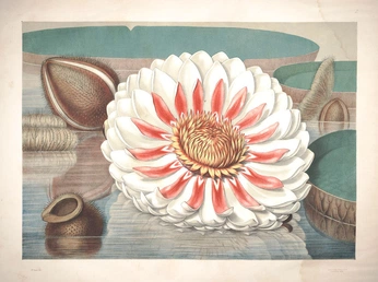 A cover of "Botanical" cluster. The owner is monessat. The cluster consists of 1 element.