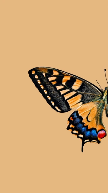 A cover of "wallpaper" cluster. The owner is cynthia01. The cluster consists of 30 elements.