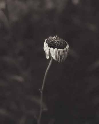A cover of "Photography fragrance" cluster. The owner is hoyiki. The cluster consists of 23 elements.