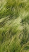 Cover of Laflora cluster