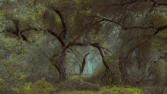 A cover of "Lucid Mist" cluster. The owner is lflv21. The cluster consists of 3 elements.