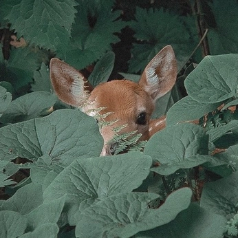 A cover of "Foto/filmografia" cluster. The owner is nanyswonderland. The cluster consists of 84 elements.