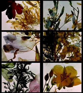 A cover of "Pintura" cluster. The owner is antonialemus. The cluster consists of 18 elements.