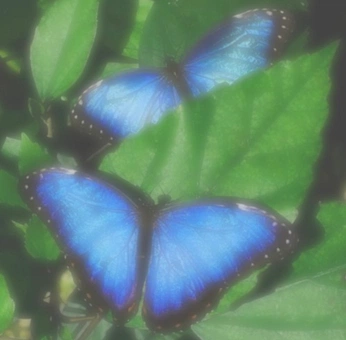 A cover of "scan" cluster. The owner is alnslnkv. The cluster consists of 21 elements.