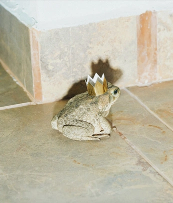 A cover of "Animals" cluster. The owner is ericmadelaine. The cluster consists of 46 elements.