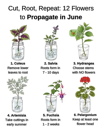 A cover of "Garden" cluster. The owner is alexazet. The cluster consists of 18 elements.