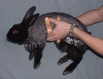 A cover of "animals" cluster. The owner is gabriellex. The cluster consists of 10 elements.