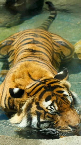 A cover of "EARTH" cluster. The owner is radtastictaylor. The cluster consists of 3 elements.